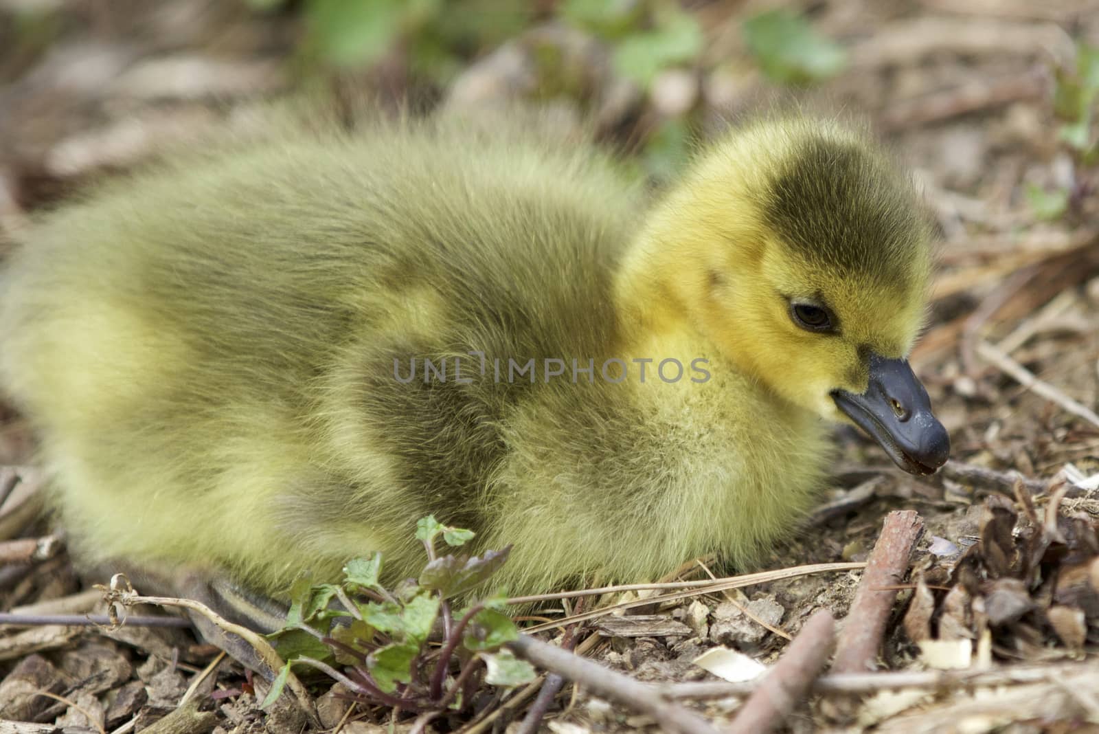 Beautiful isolated image with a cute chick of Canada geese by teo