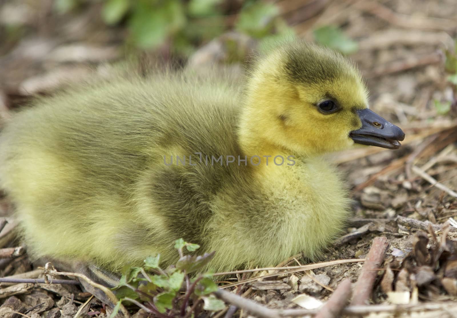 Beautiful isolated photo of a chick of Canada geese relaxing by teo