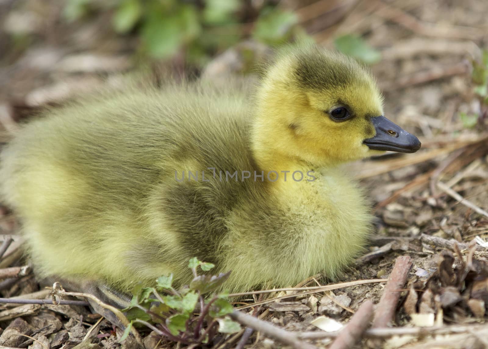 Beautiful picture with a cute chick laying on the grass