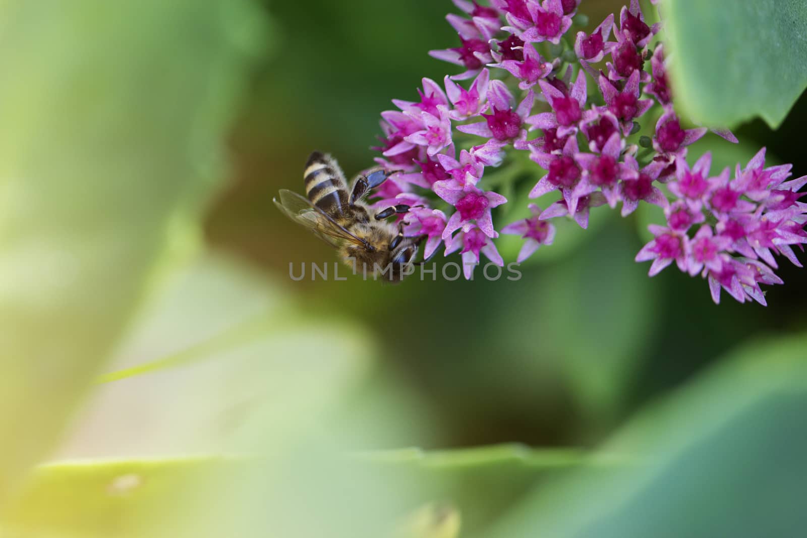 Bee on a flower of the Sedum (Stonecrop) in blossom. Macro of honey bee (Apis) feeding on pink (rose) flower