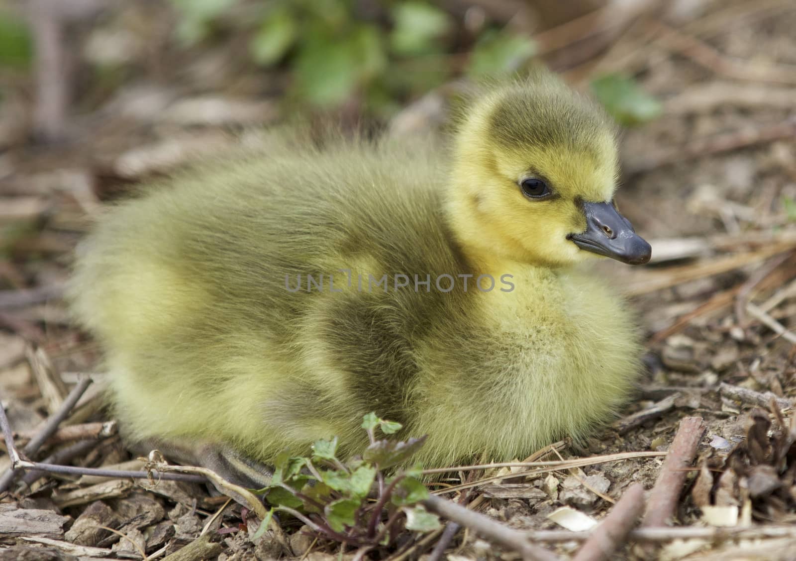 Beautiful isolated photo of a chick of Canada geese by teo