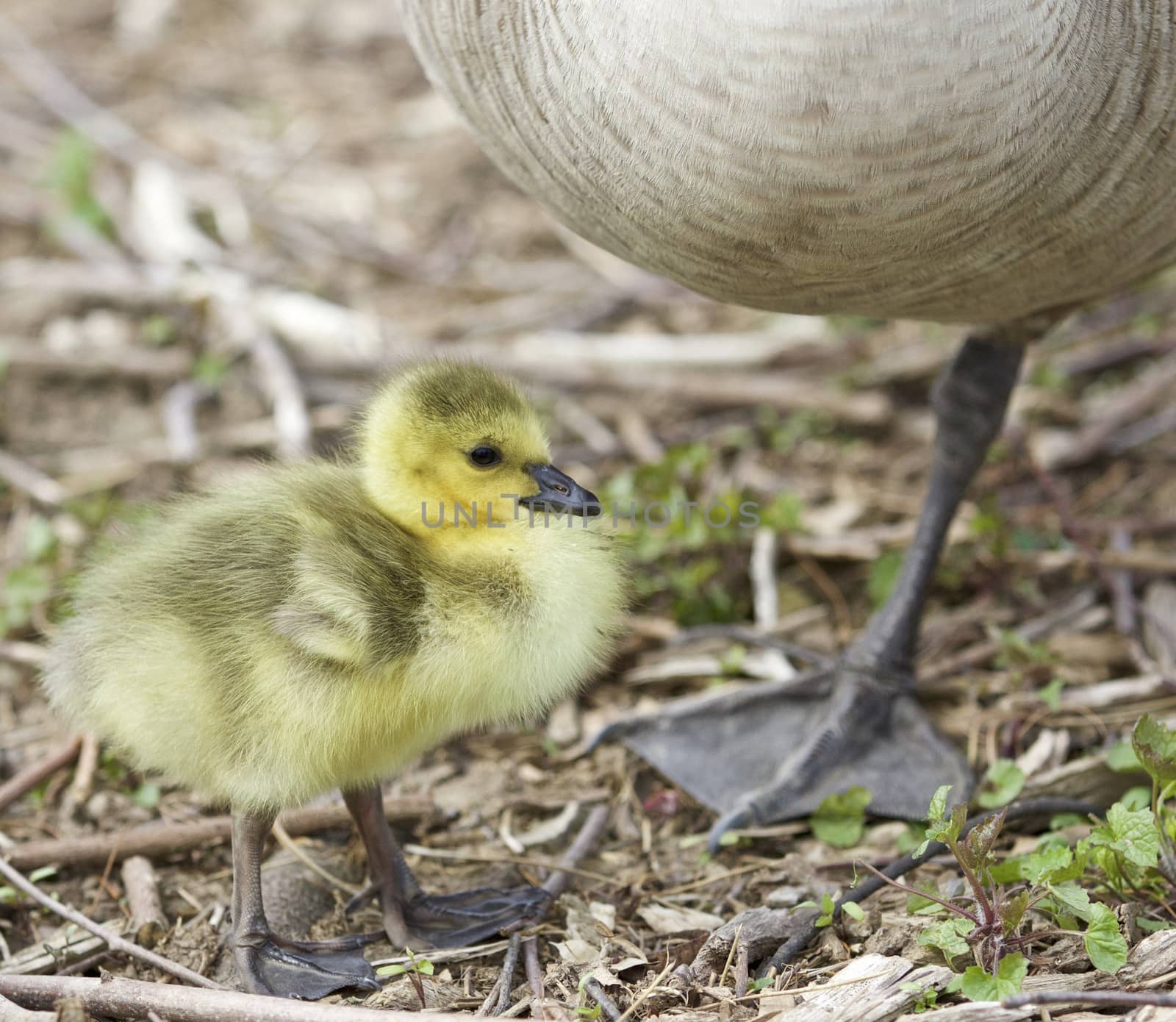 Beautiful photo of a chick standing near a big goose