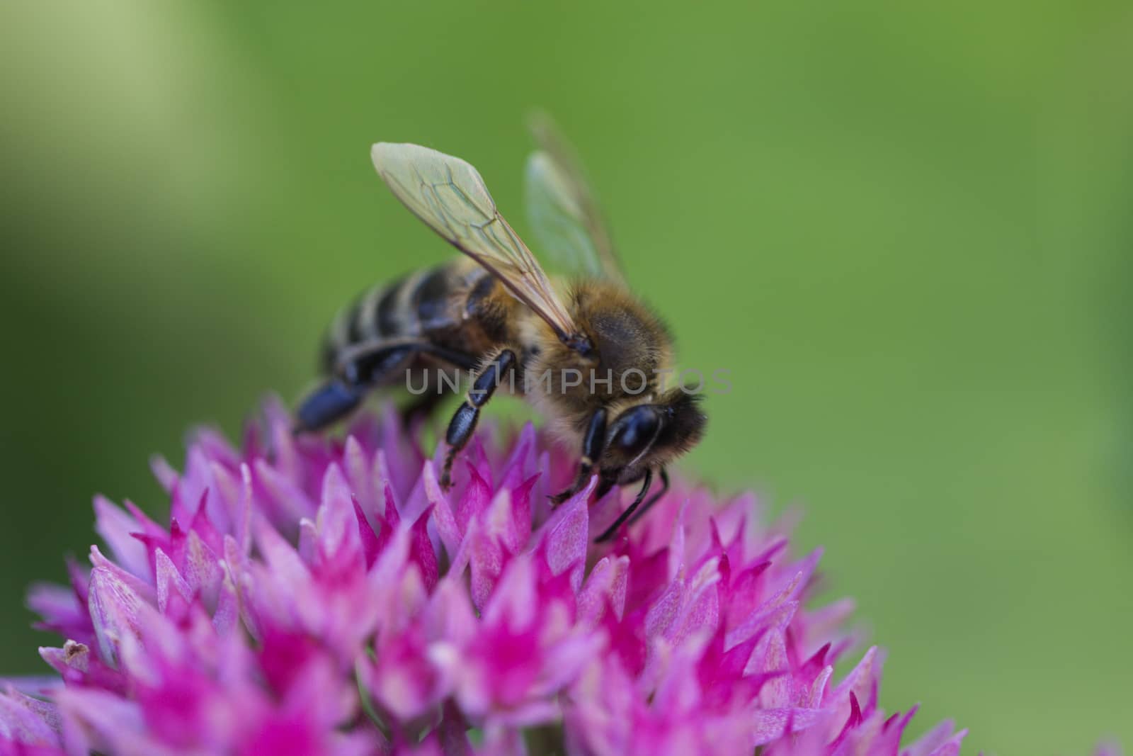 Bee on a flower of the Sedum (Stonecrop) in blossom. Macro of honey bee (Apis) feeding on pink (rose) flower