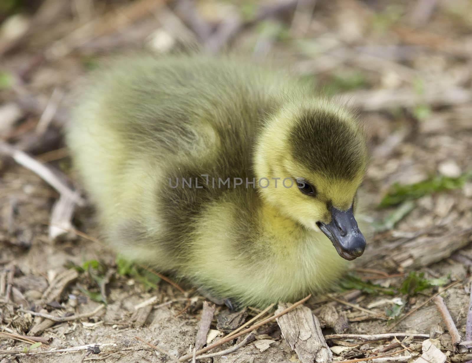 Beautiful isolated photo of a chick of Canada geese relaxing on the field by teo