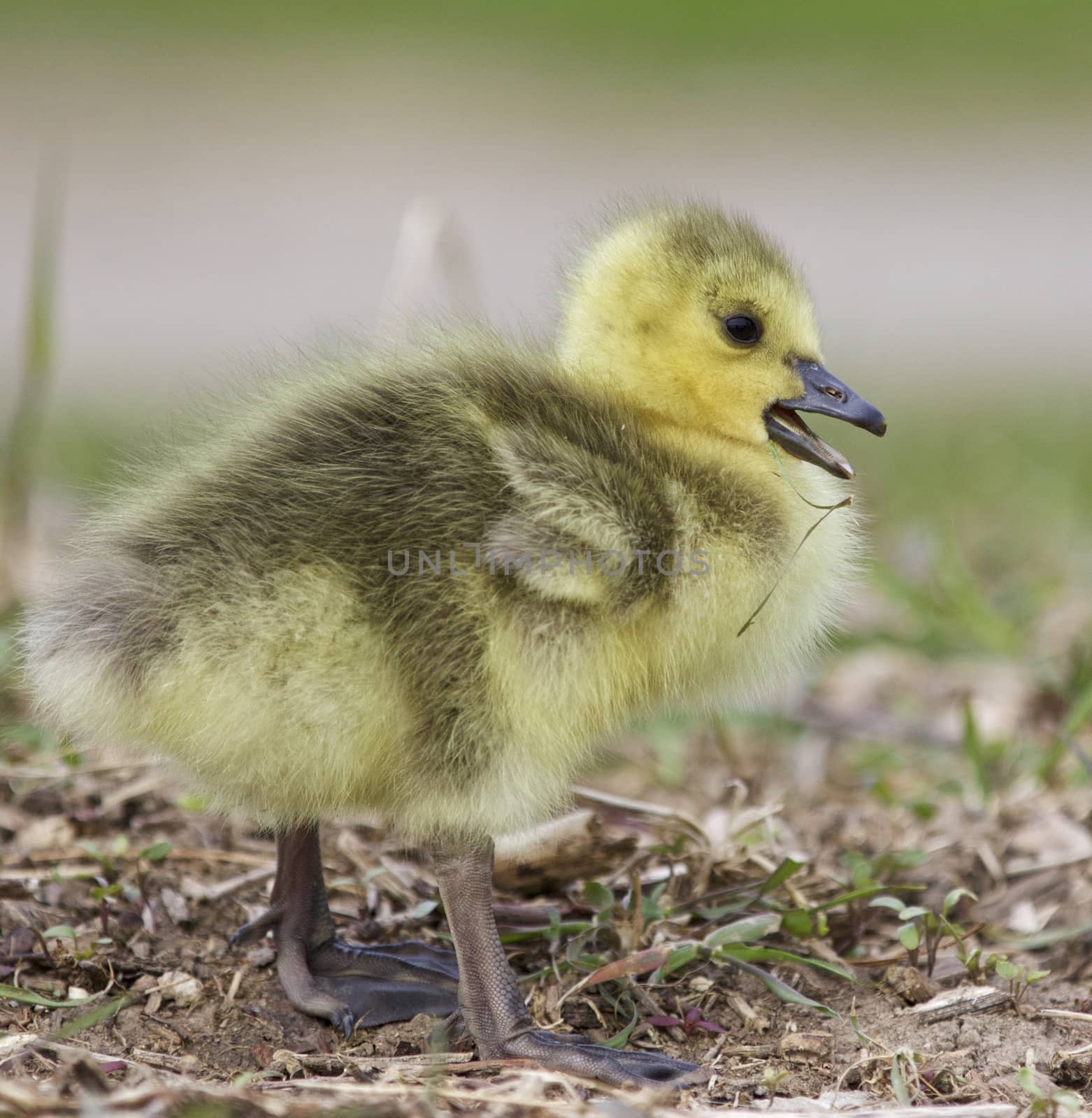 Beautiful picture with a funny chick on the grass field