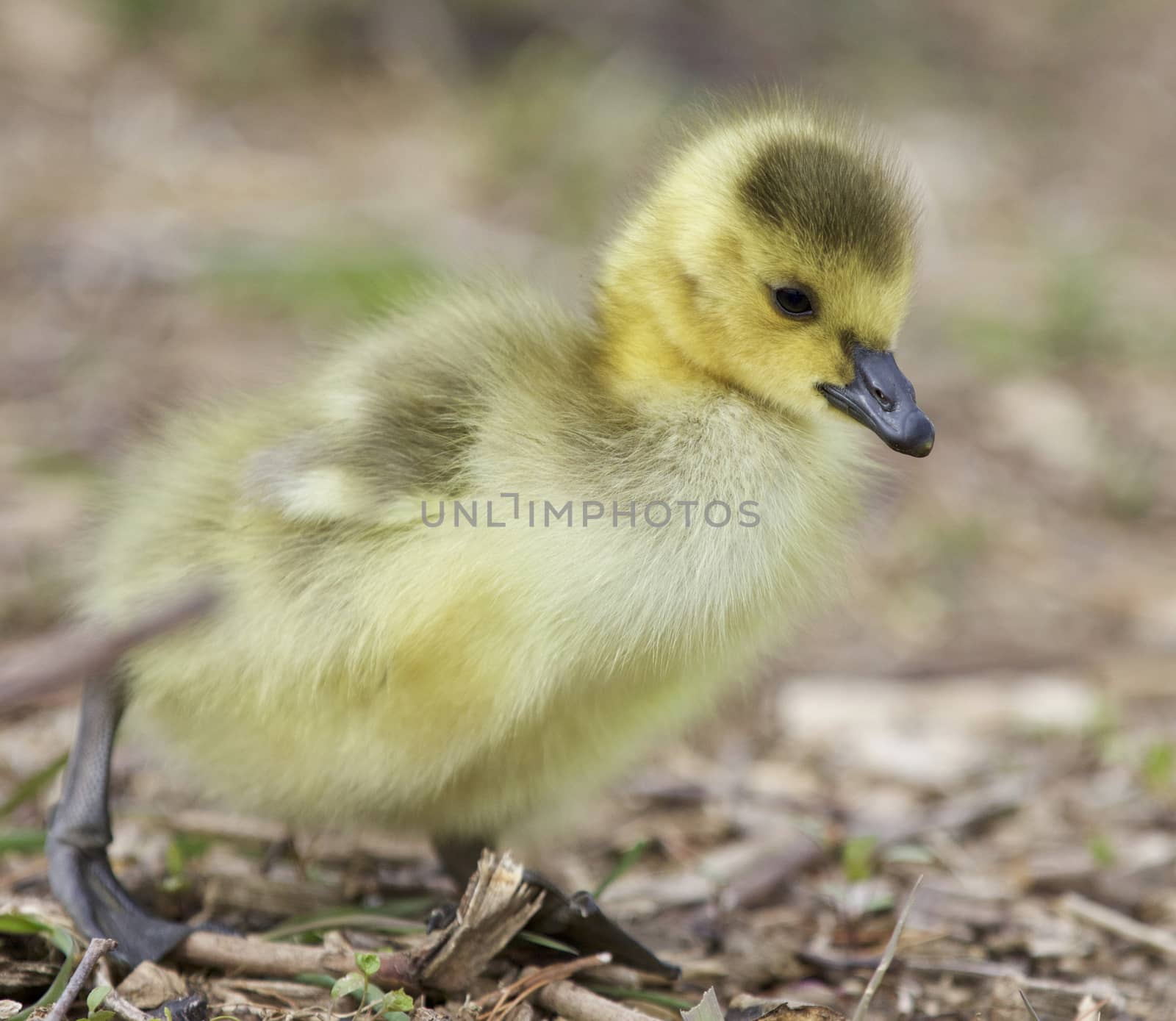 Beautiful isolated photo of a cute chick of Canada geese walking somewhere
