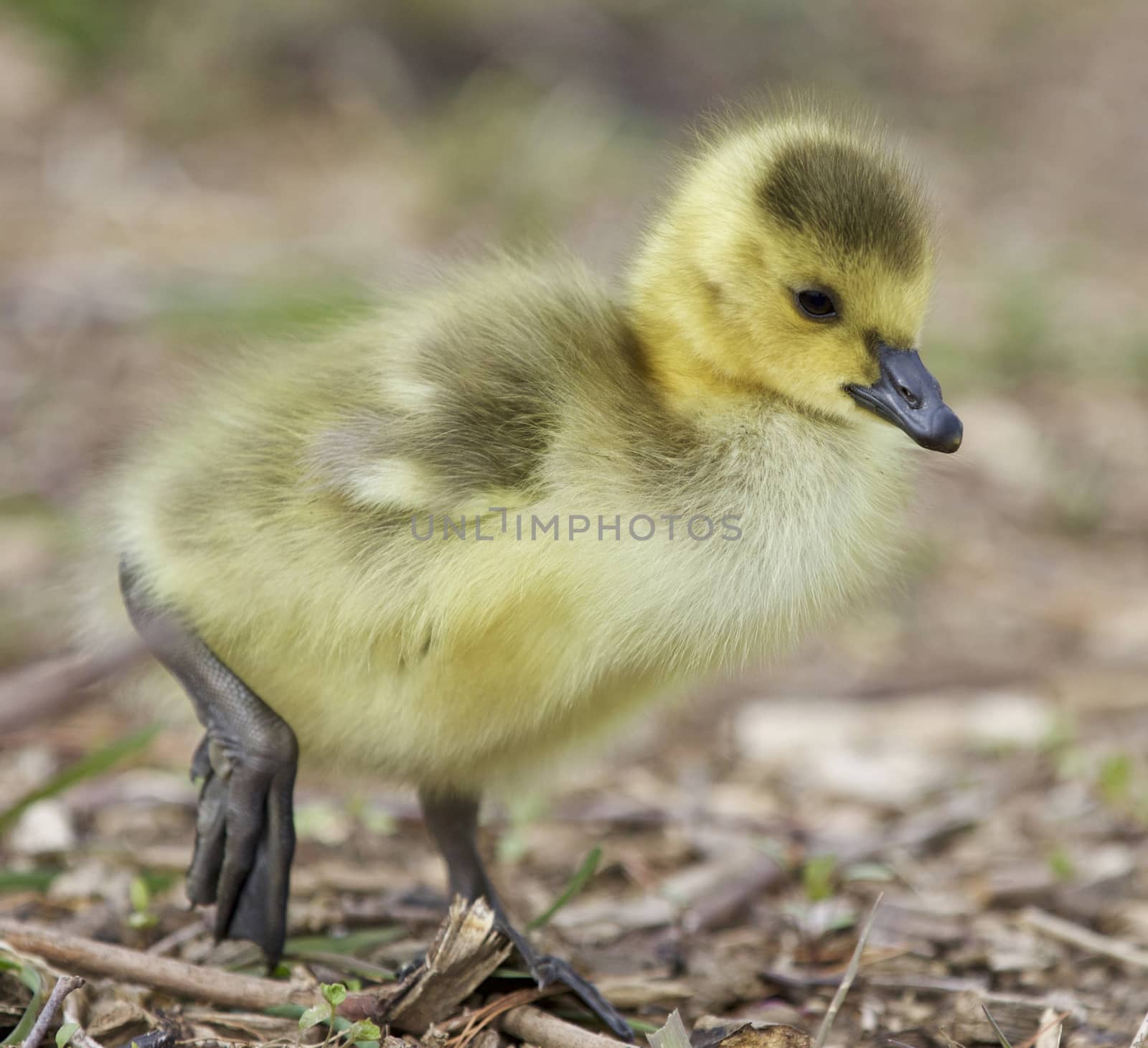 Beautiful isolated photo of a chick of Canada geese