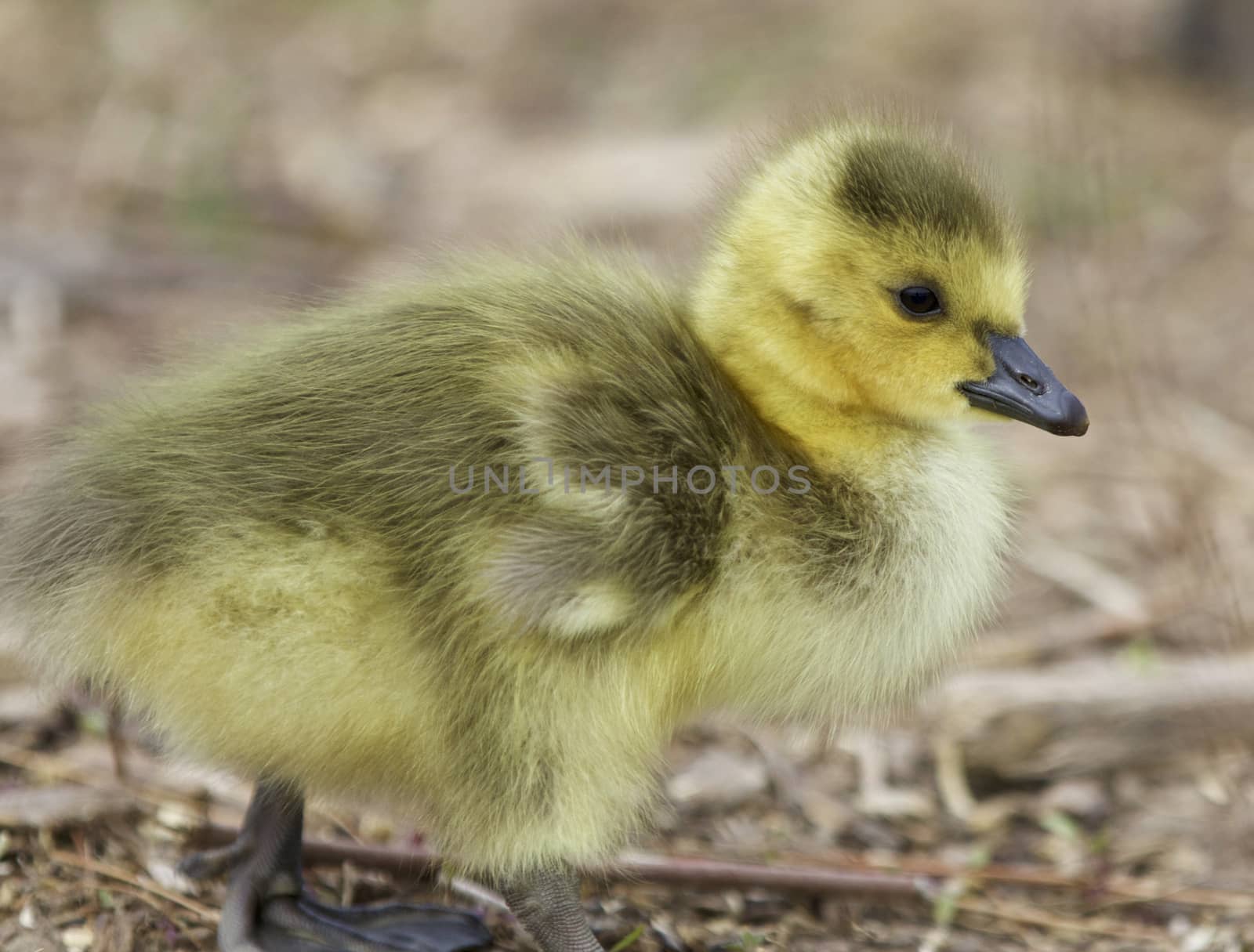 Beautiful image with a funny Canada geese