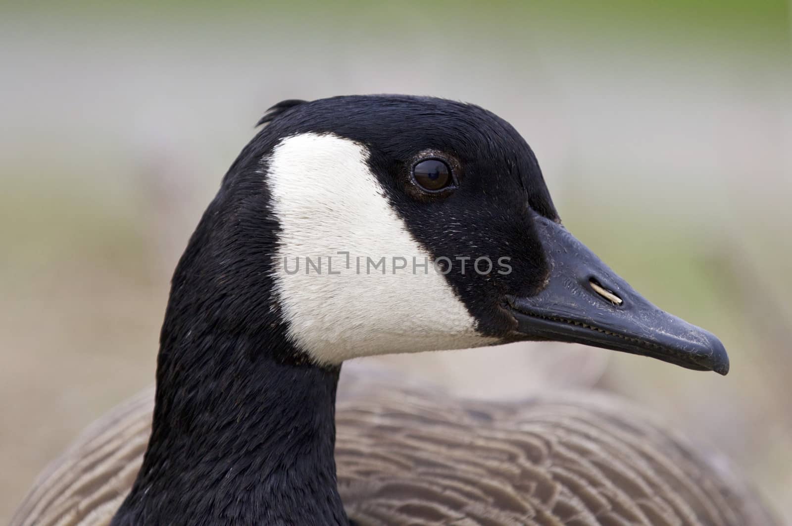 Beautiful isolated photo of a Canada goose