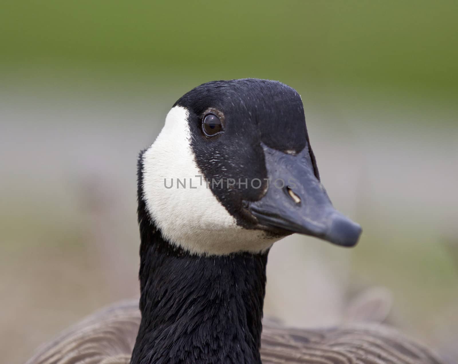 Beautiful portrait of a strong Canada goose