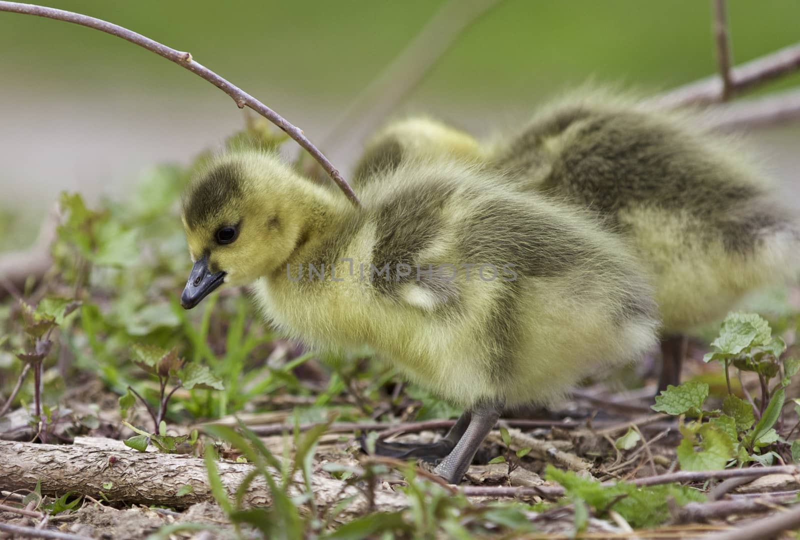 Isolated photo of two chicks of Canada geese