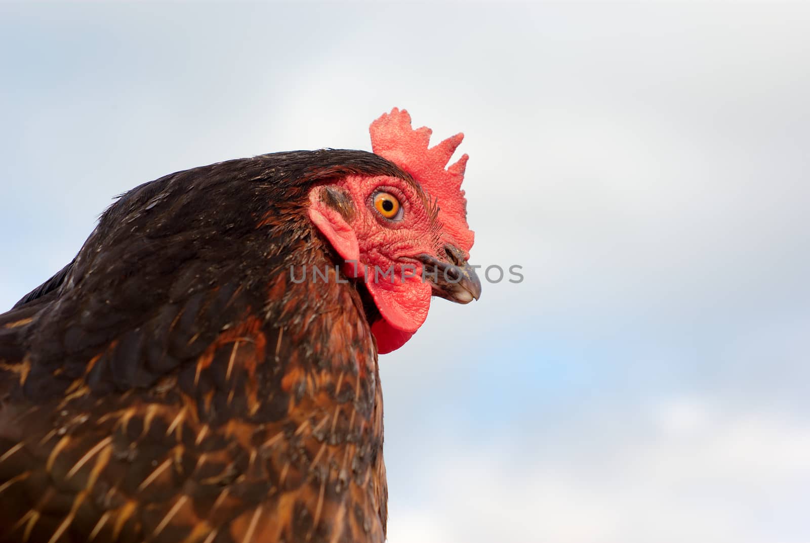 black hen chicken close-up portrait on gray cloudy sky by jacquesdurocher