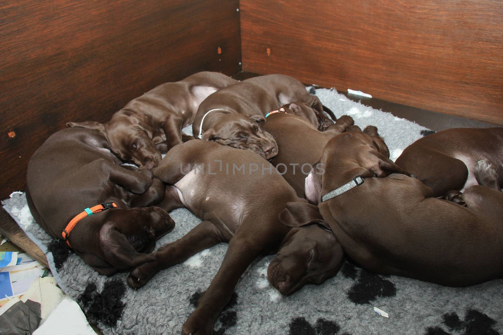German shorthaired pointer puppies, 8 weeks old, solid liver