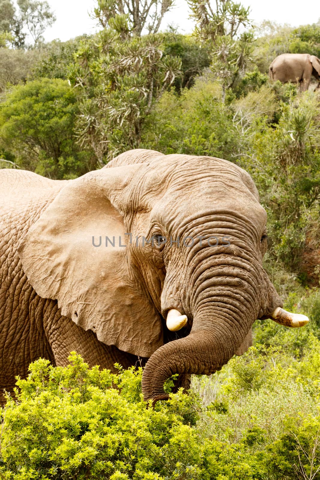 Elephant stretching to the branch with his trunk by markdescande