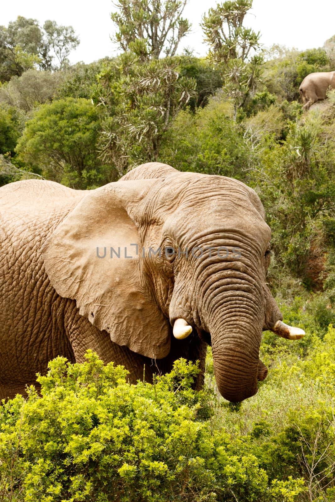 Elephant with his trunk Curled up  by markdescande