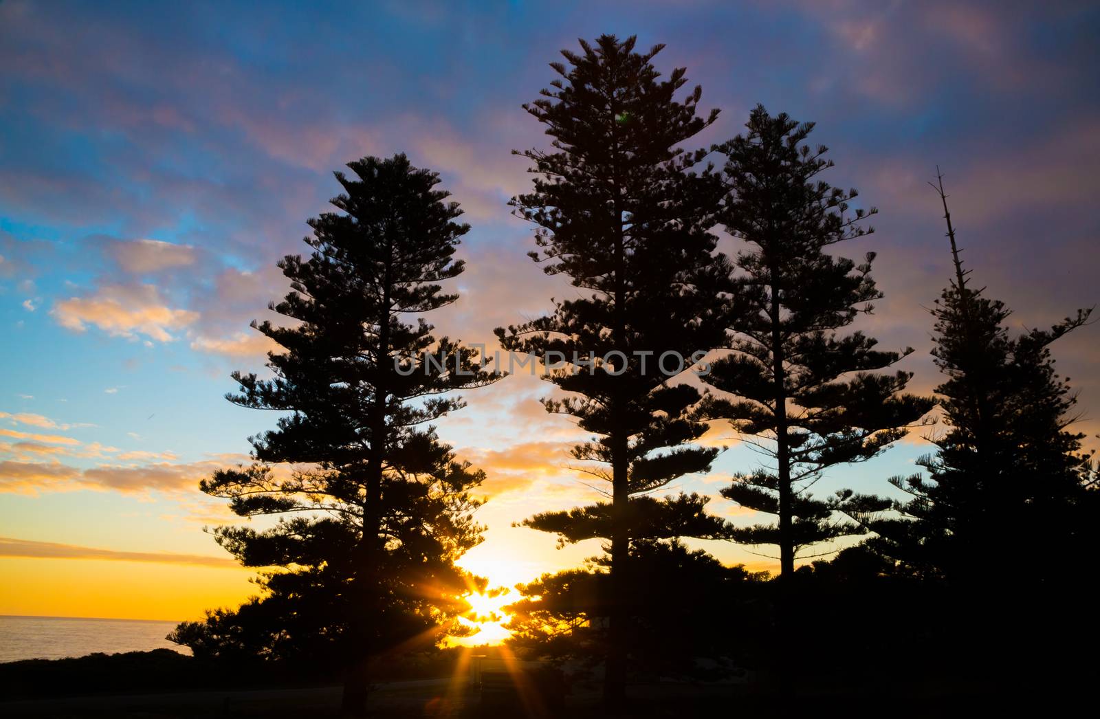 Pretty sunset at the ocean with tall pine trees silhouetted in the foreground