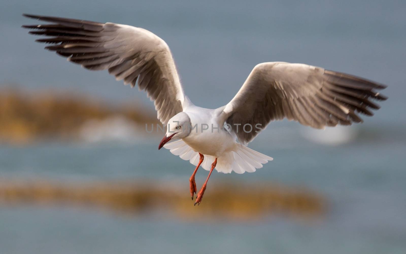 Grey Headed Seagull with wings outstreched by fouroaks