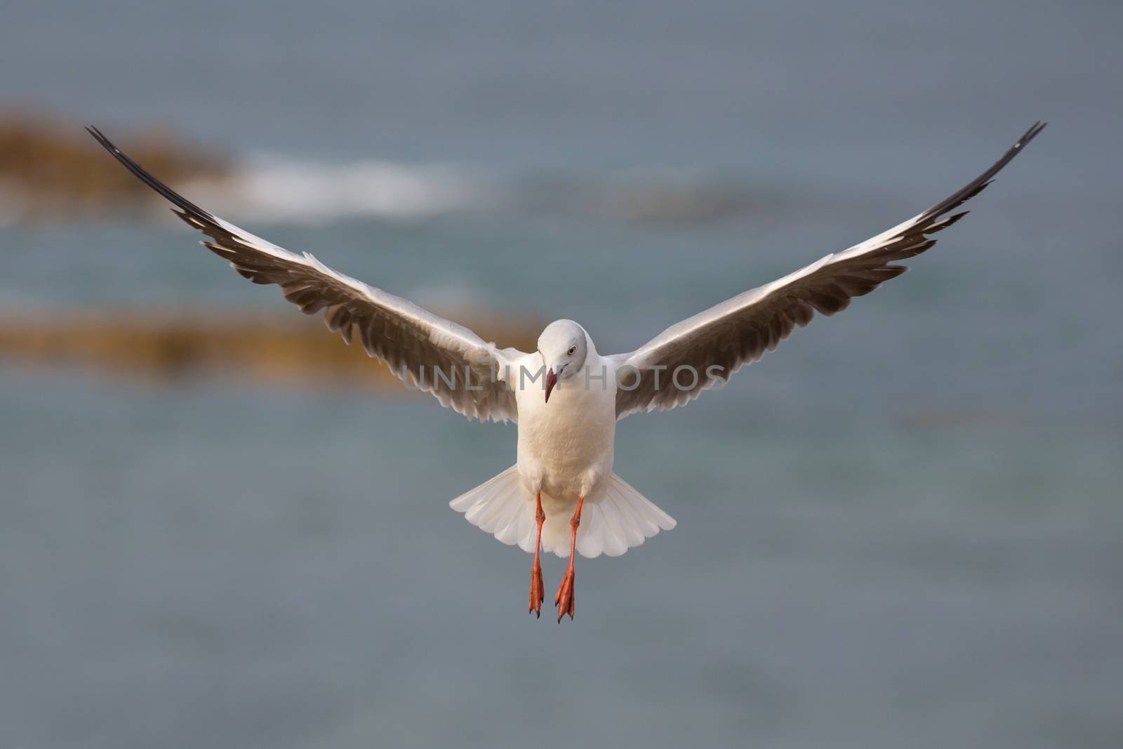 Beautiful Grey Headed Seagull with wings outstreched on the ocean breeze