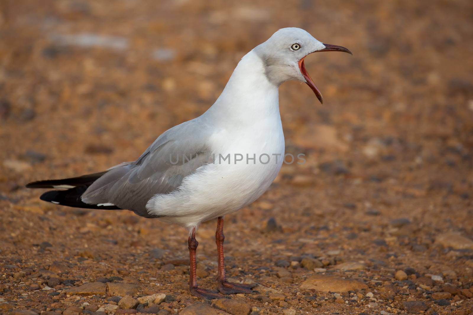 Beautiful Grey Headed Seagull with beak wide open and calling