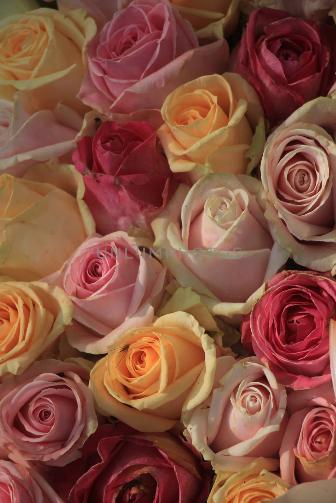 Pastel roses in various shades in a wedding arrangement