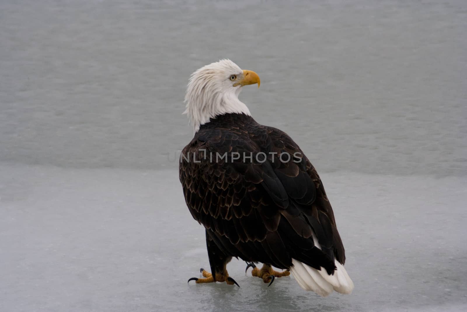 American bald eagle stands, turning its head, on the frozen Chilkat River in Haines, Alaska, USA.  Location is at the Chilkat Bald Eagle Preserve established to protect the world's largest concentration of Bald Eagles, America's national bird. Classic white head and tail of mature bald eagle is visible. 