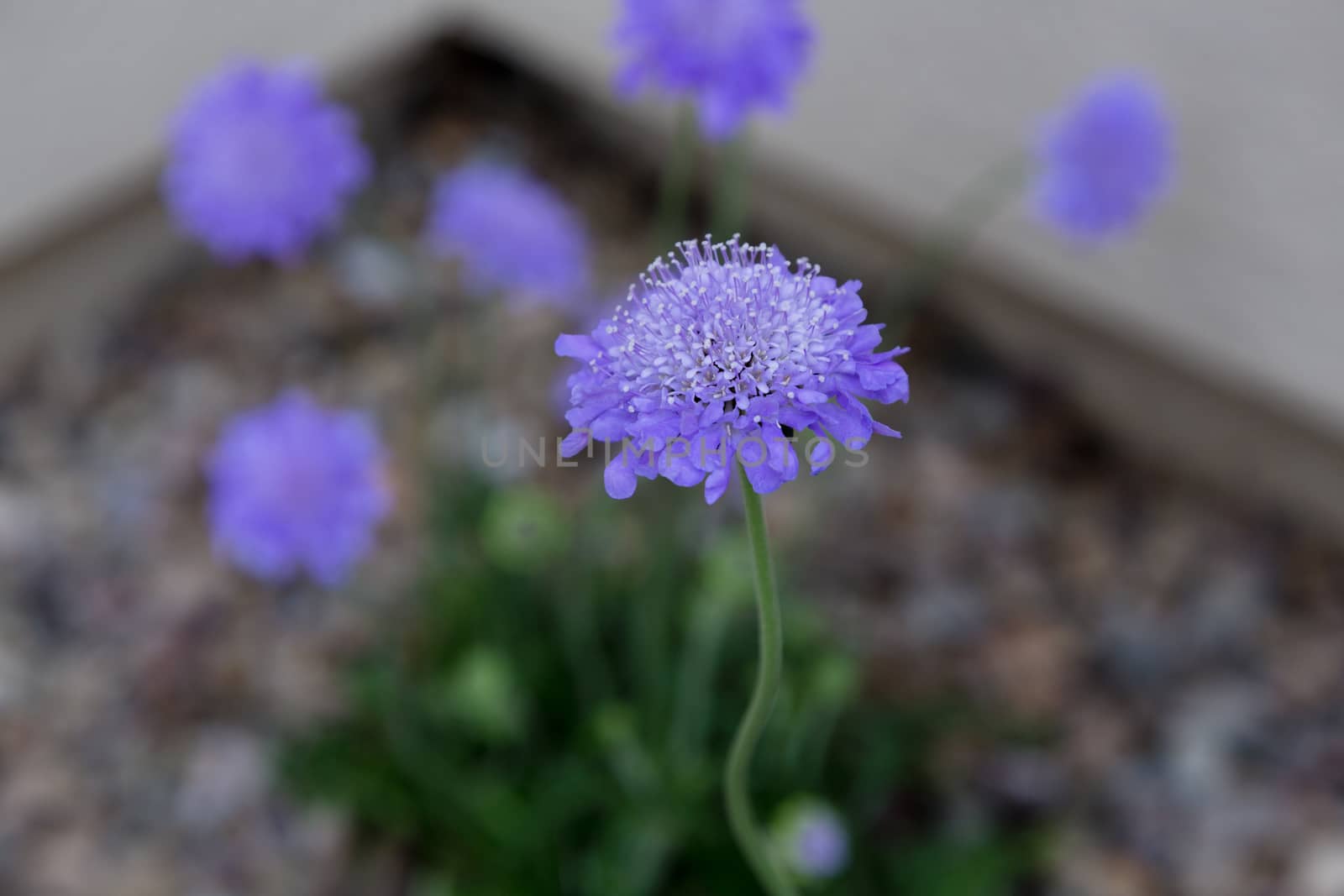 Selective focus on single blossom of  Butterfly blue scabiosa flower. Compact perennial in unusual blue and purple hues. Walkway edge frames plant. Location is Tucson, Arizona, in America's Southwest. 