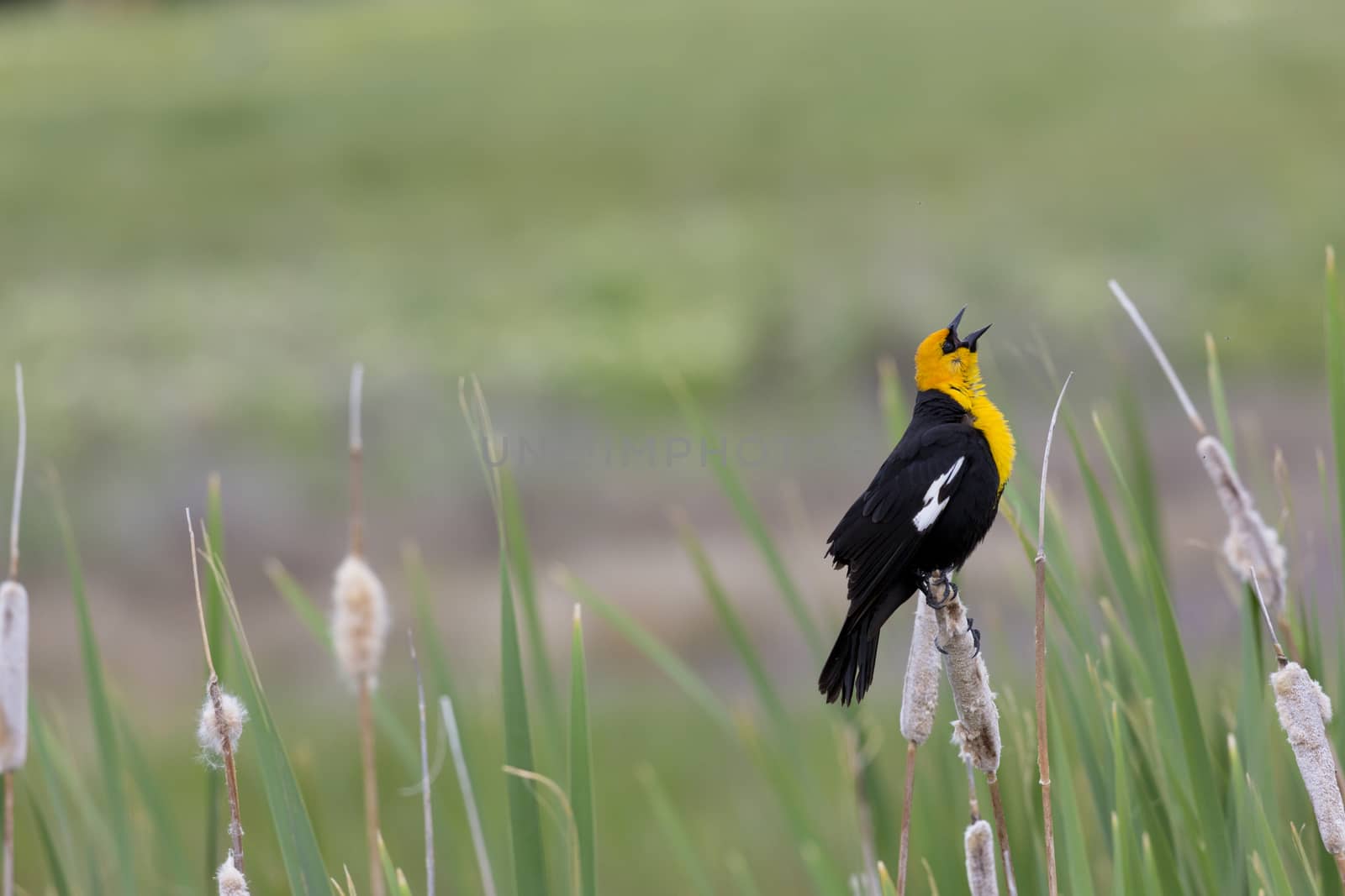 Exuberant song of yellow headed blackbird perched on cat tail stem at Farmington Bay, Utah. Horizontal image with copy space. 