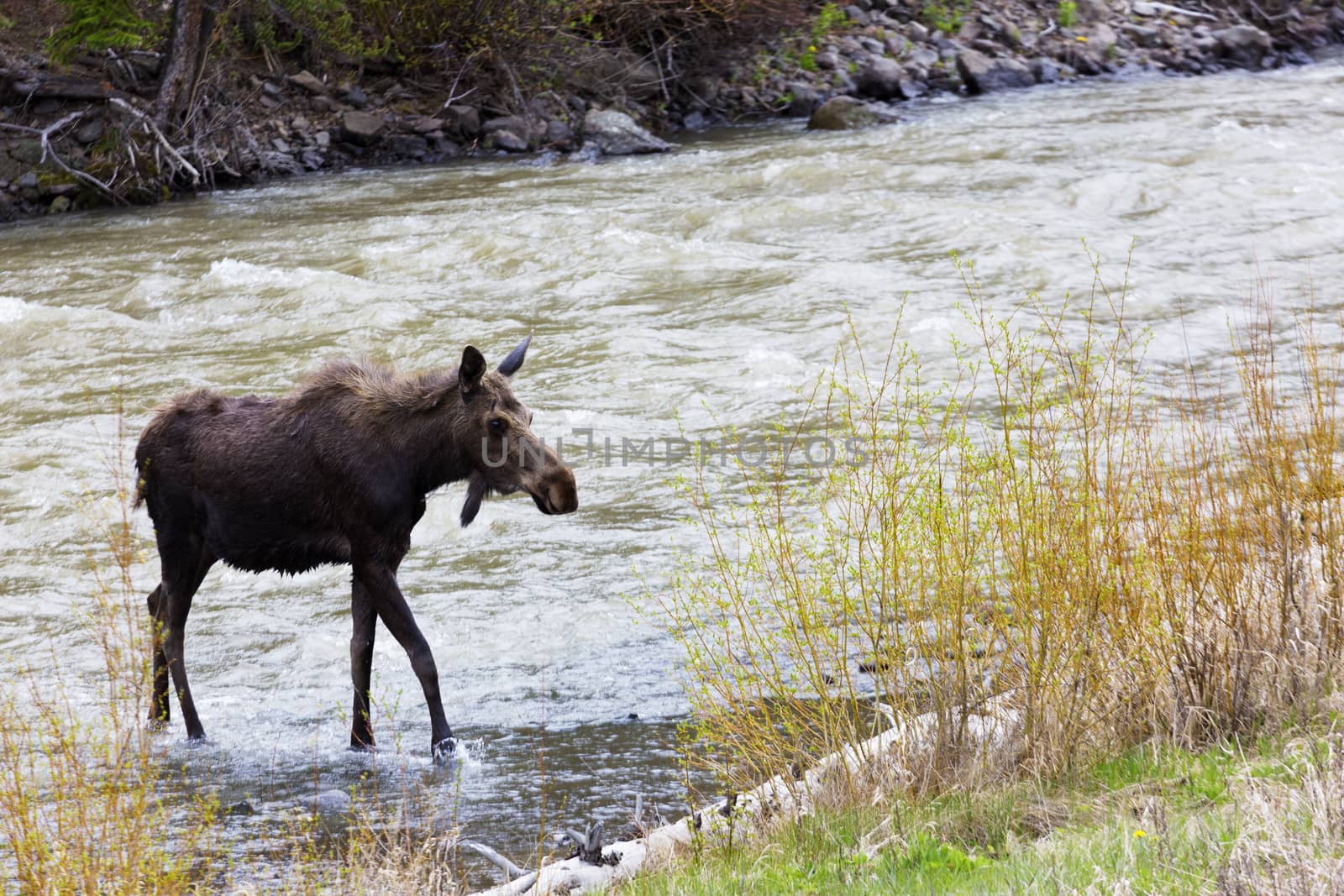 Young Moose in River Outside East Gate of Yellowstone by fmcginn