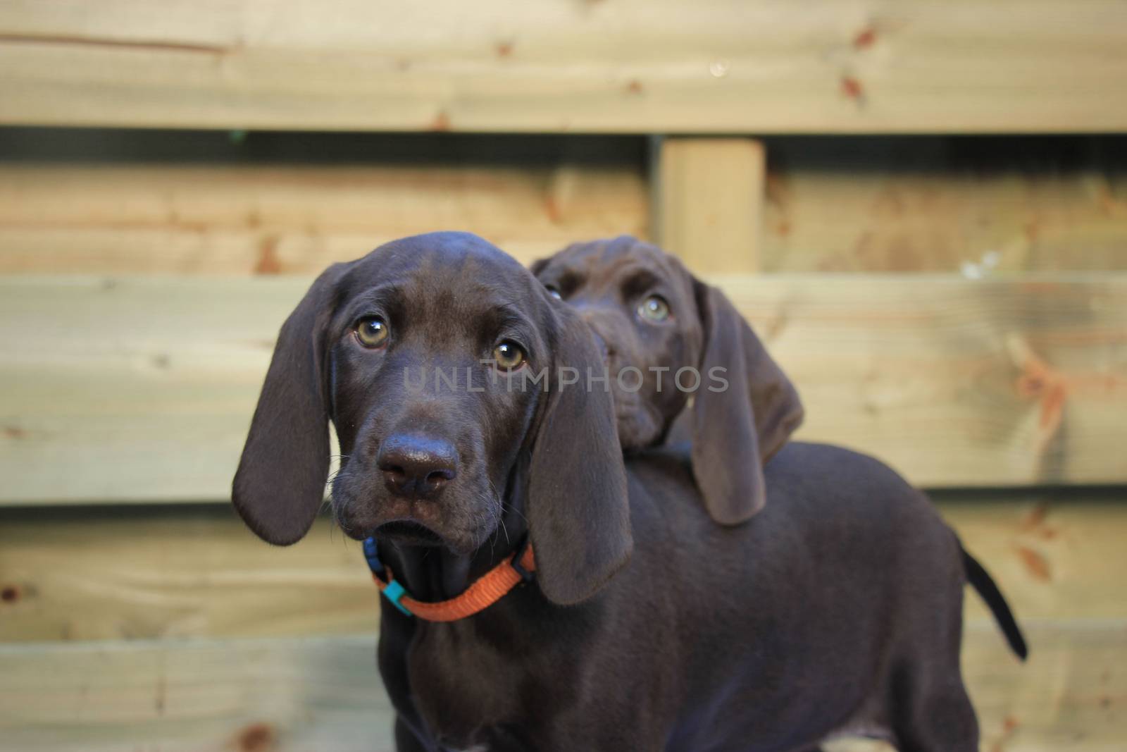 German Shorthaired Pointer Sisters by studioportosabbia