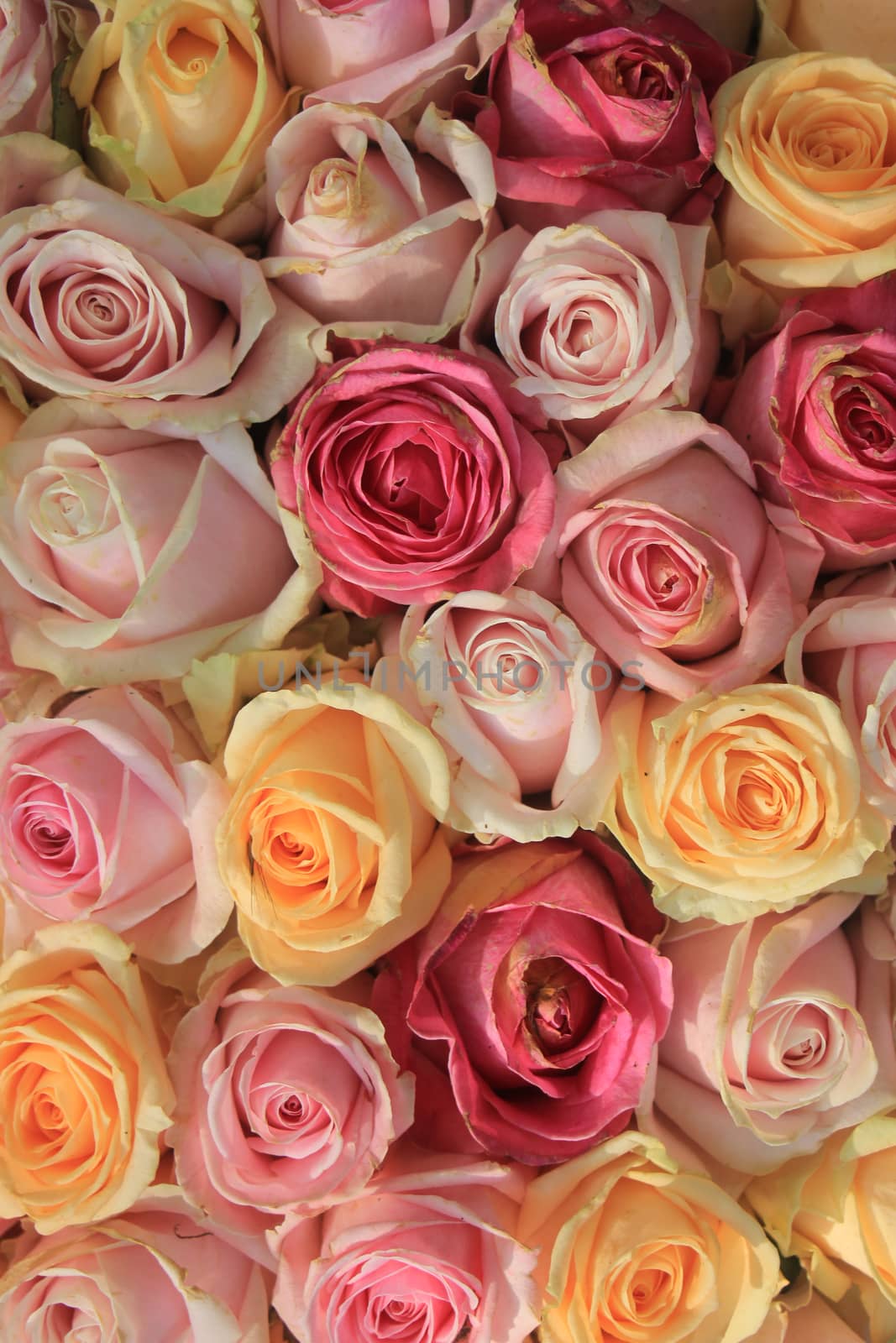 Pastel roses in various shades in a wedding arrangement