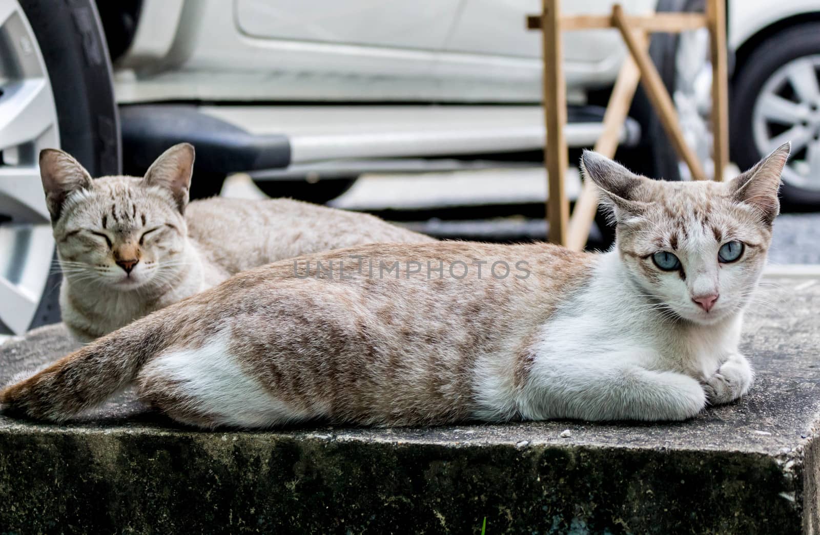 cat cute on cement by Pattarasuda