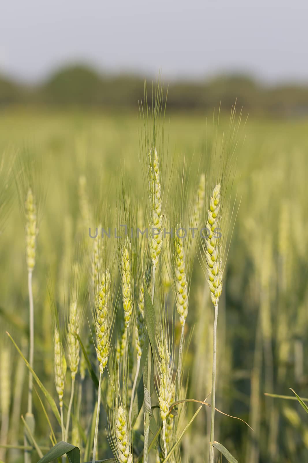 Green barley growing in a field by stoonn