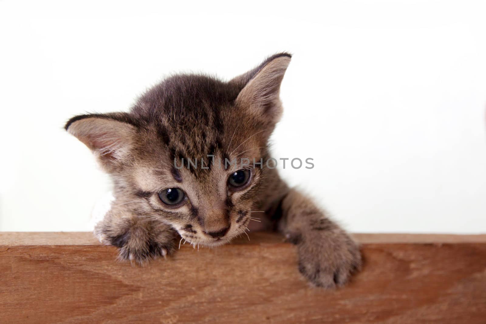 Baby cat in wood side on white background