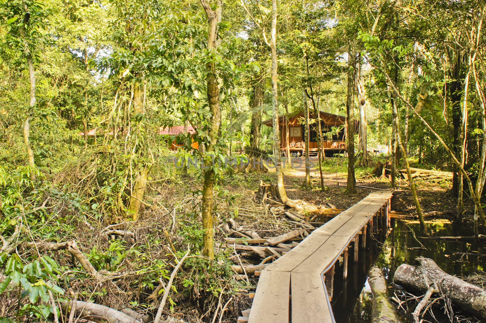 Amazon Basin, Peru, South America