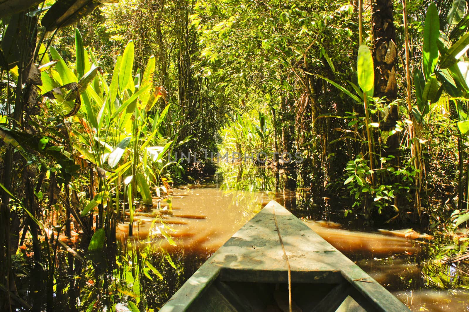 Amazon Basin, Peru, South America