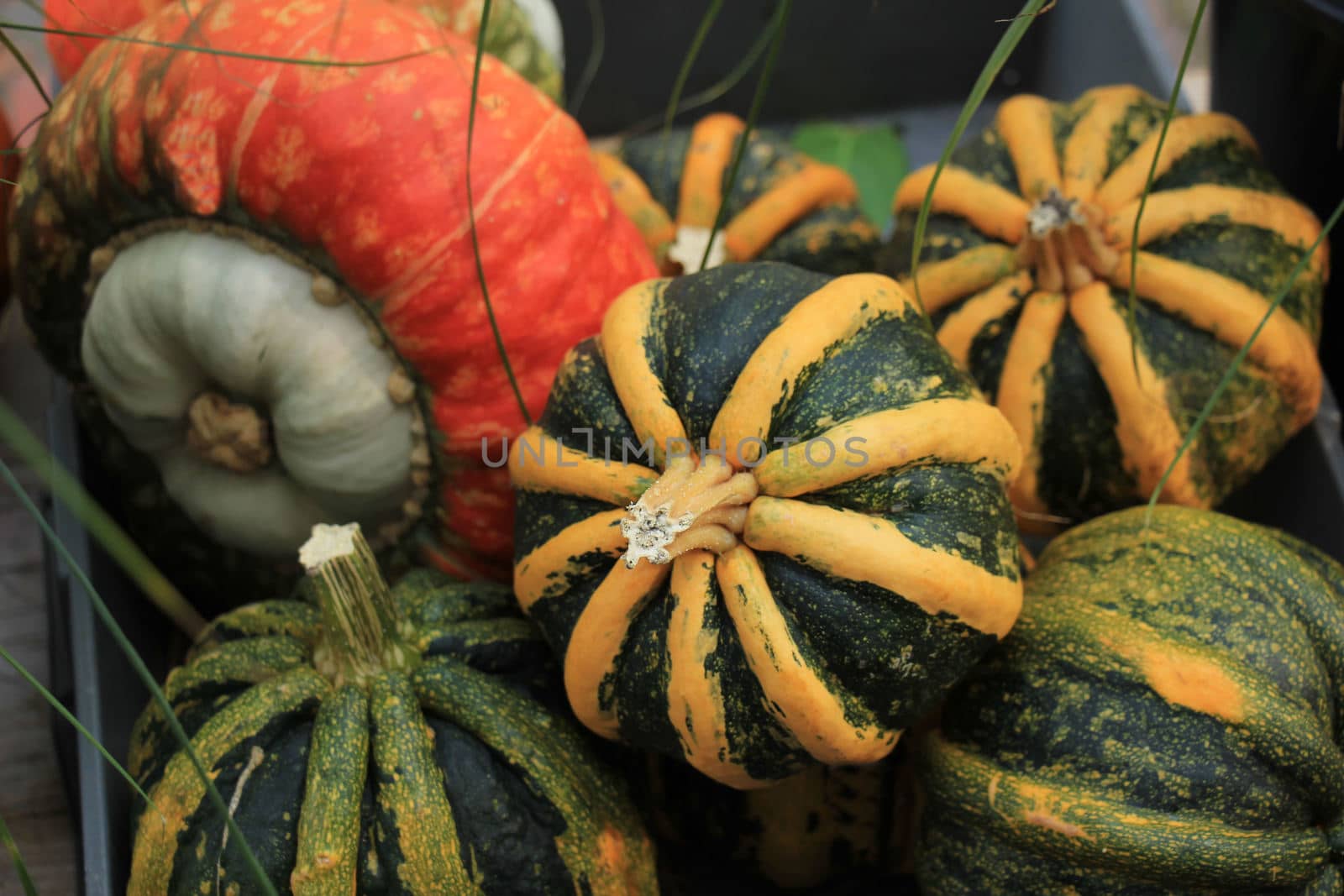 Various sorts of pumpkins for fall decorations