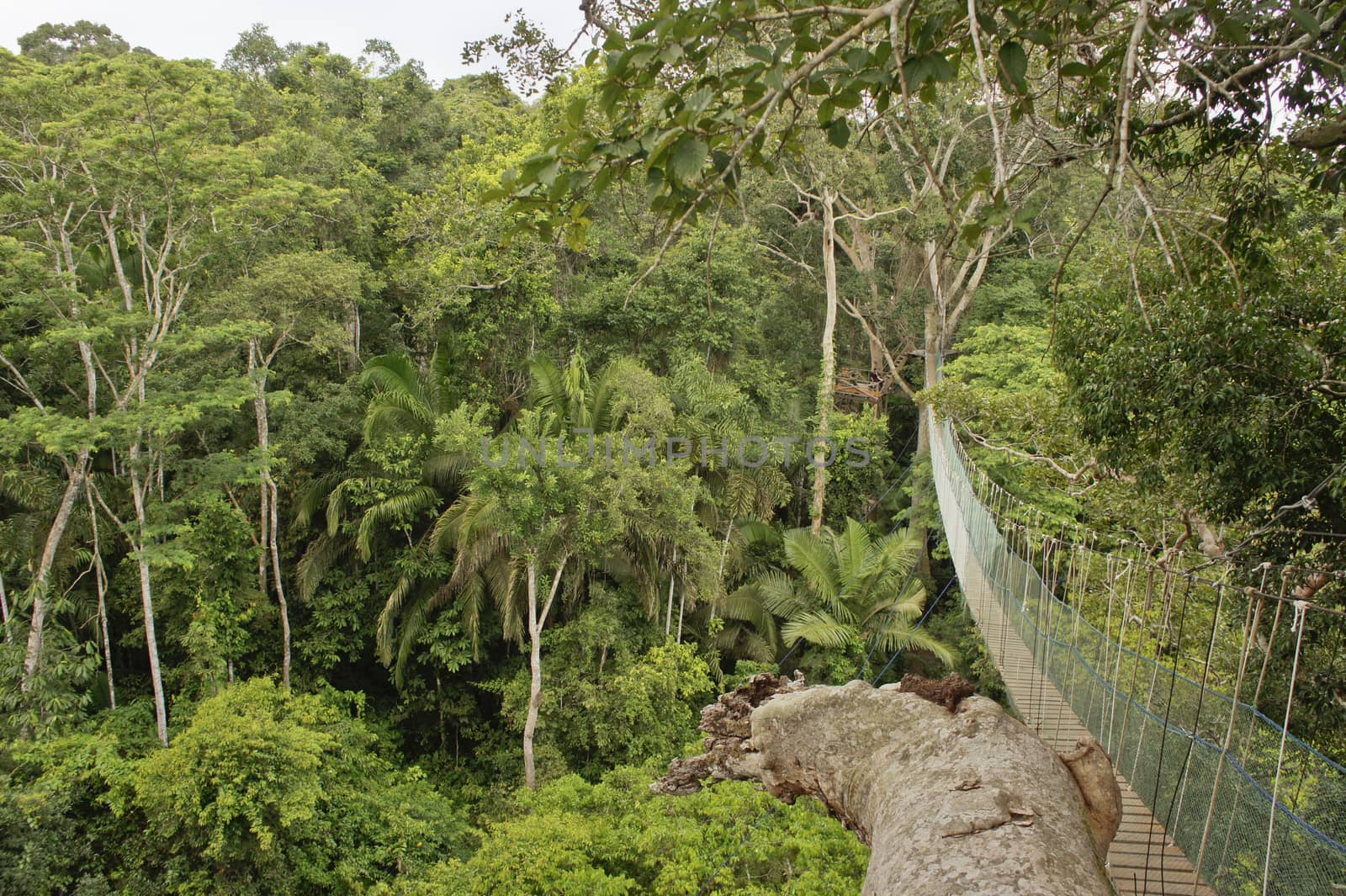 Amazon Basin, Peru, South America by giannakisphoto