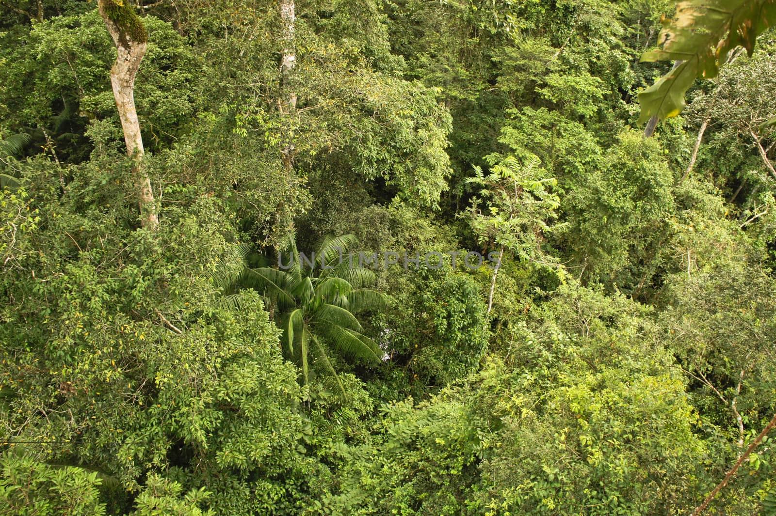 Amazon Basin, Peru, South America