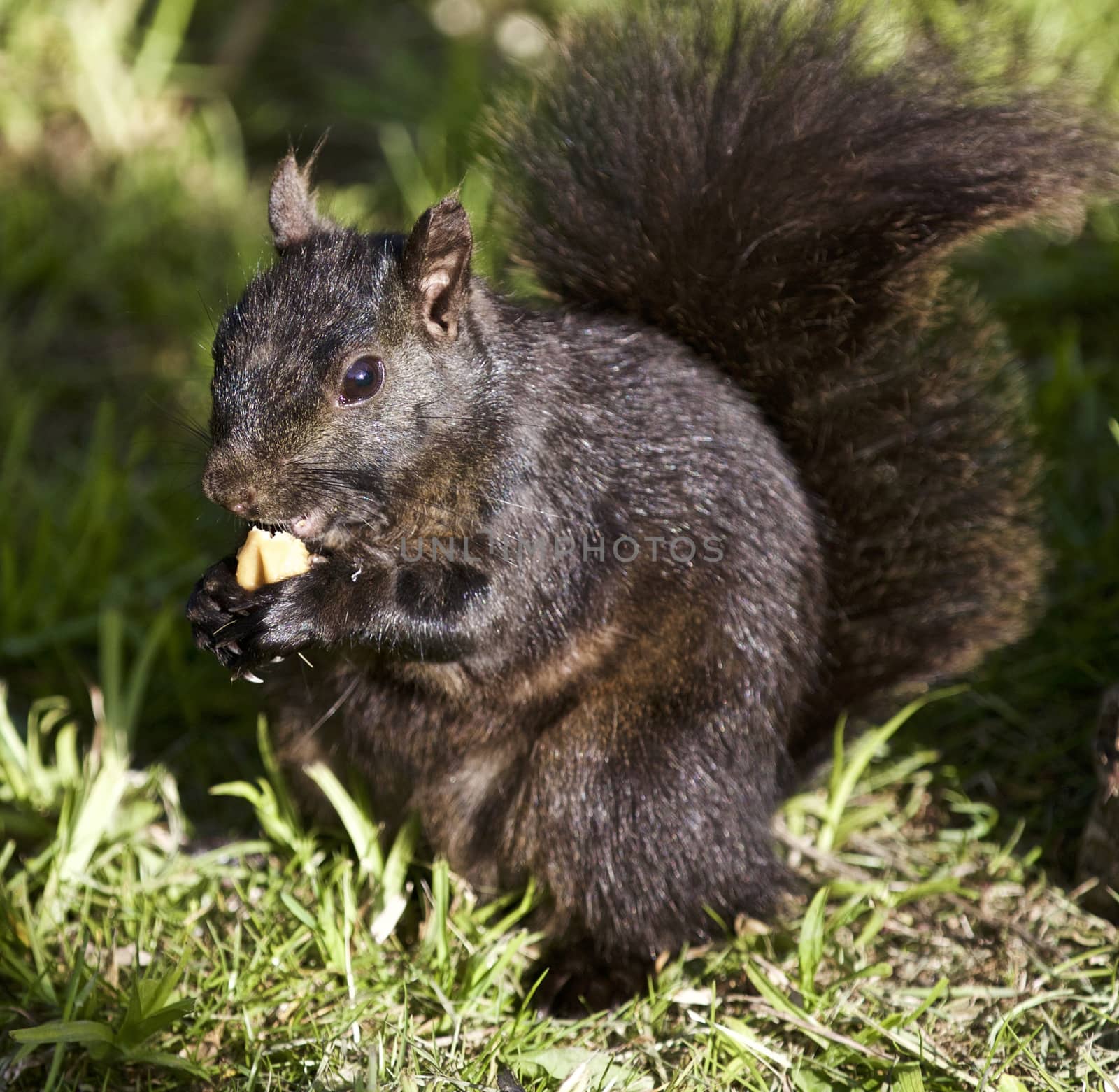 Beautiful isolated photo of a black squirrel