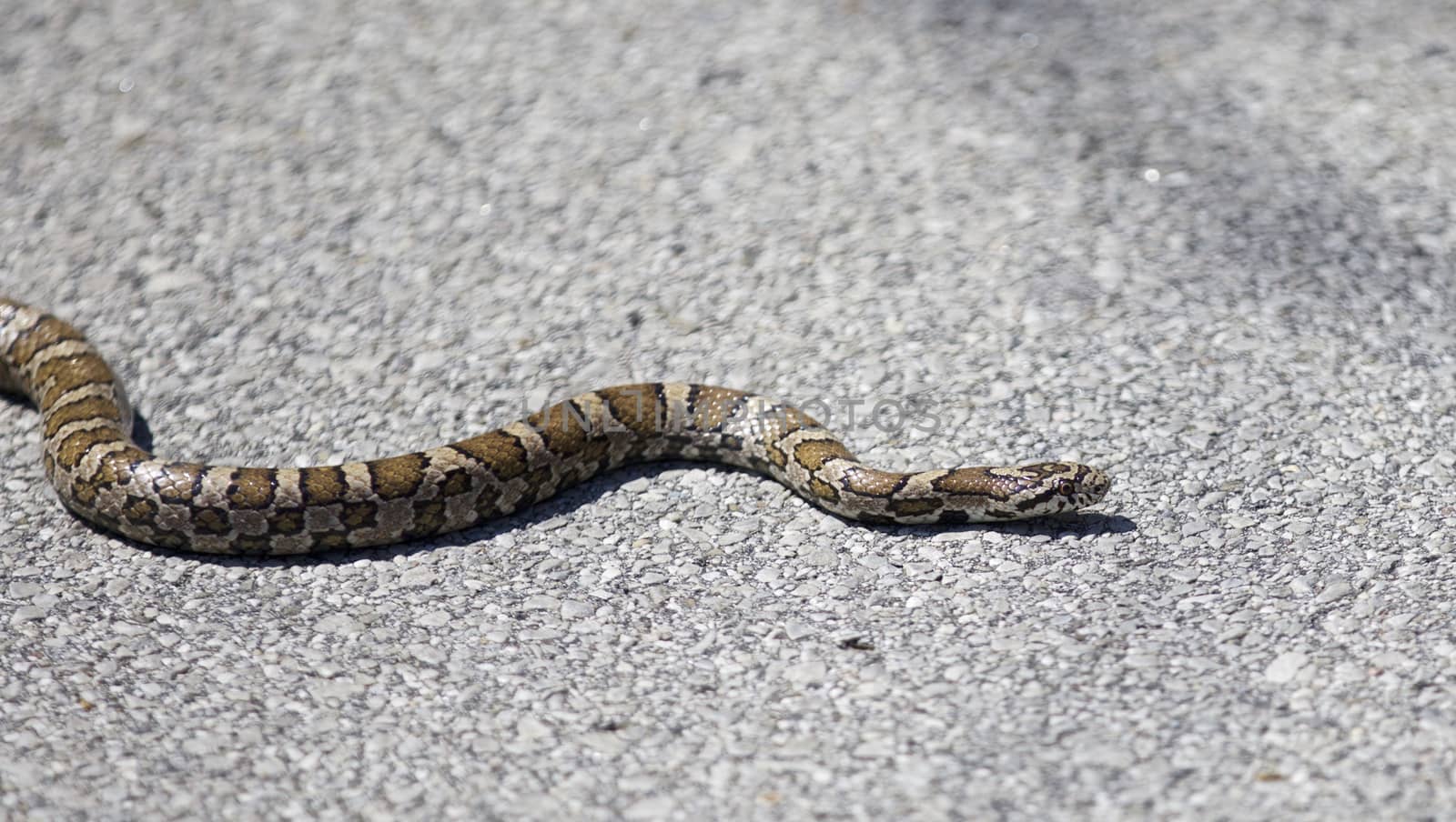 Beautiful isolated photo of a snake on a road