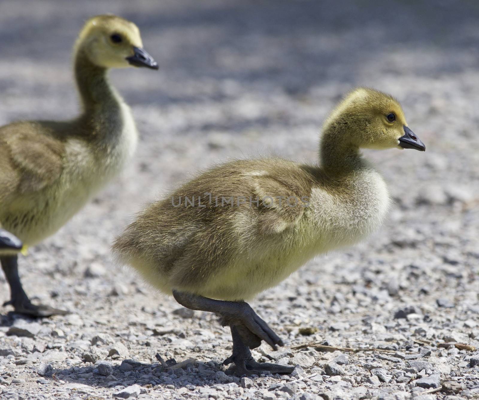 Beautiful isolated picture with a family of the Canada geese by teo