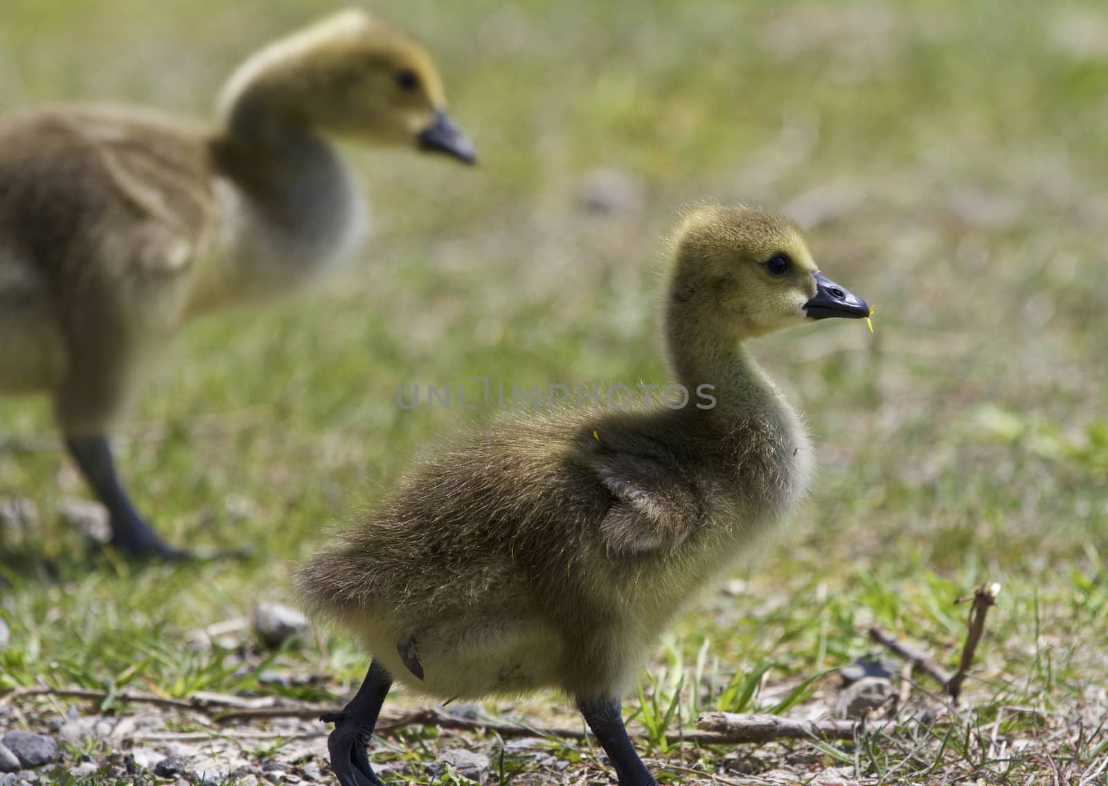 Beautiful picture with a pair of chicks of the Canada geese by teo