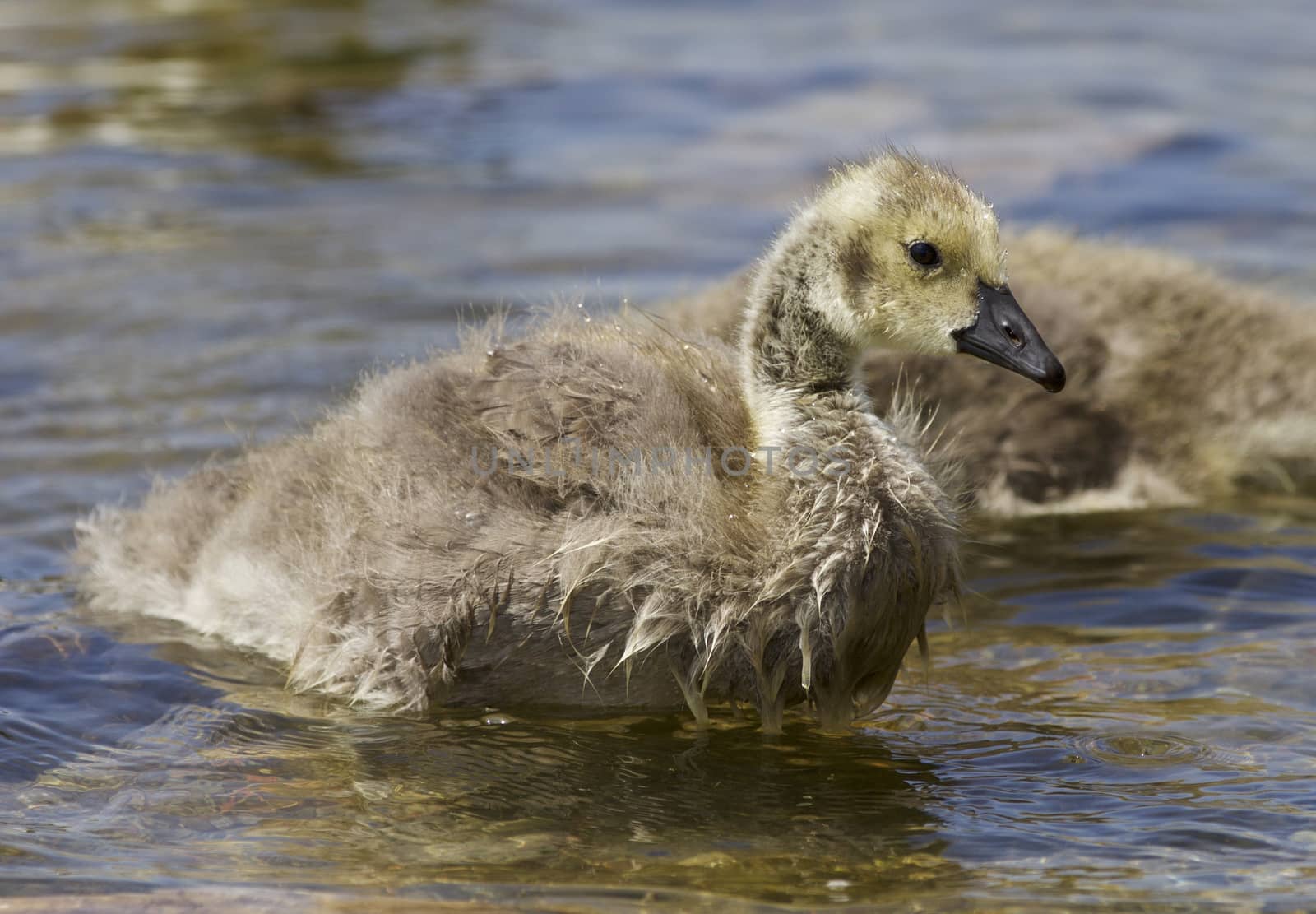 Beautiful background with a chick of the Canada geese by teo