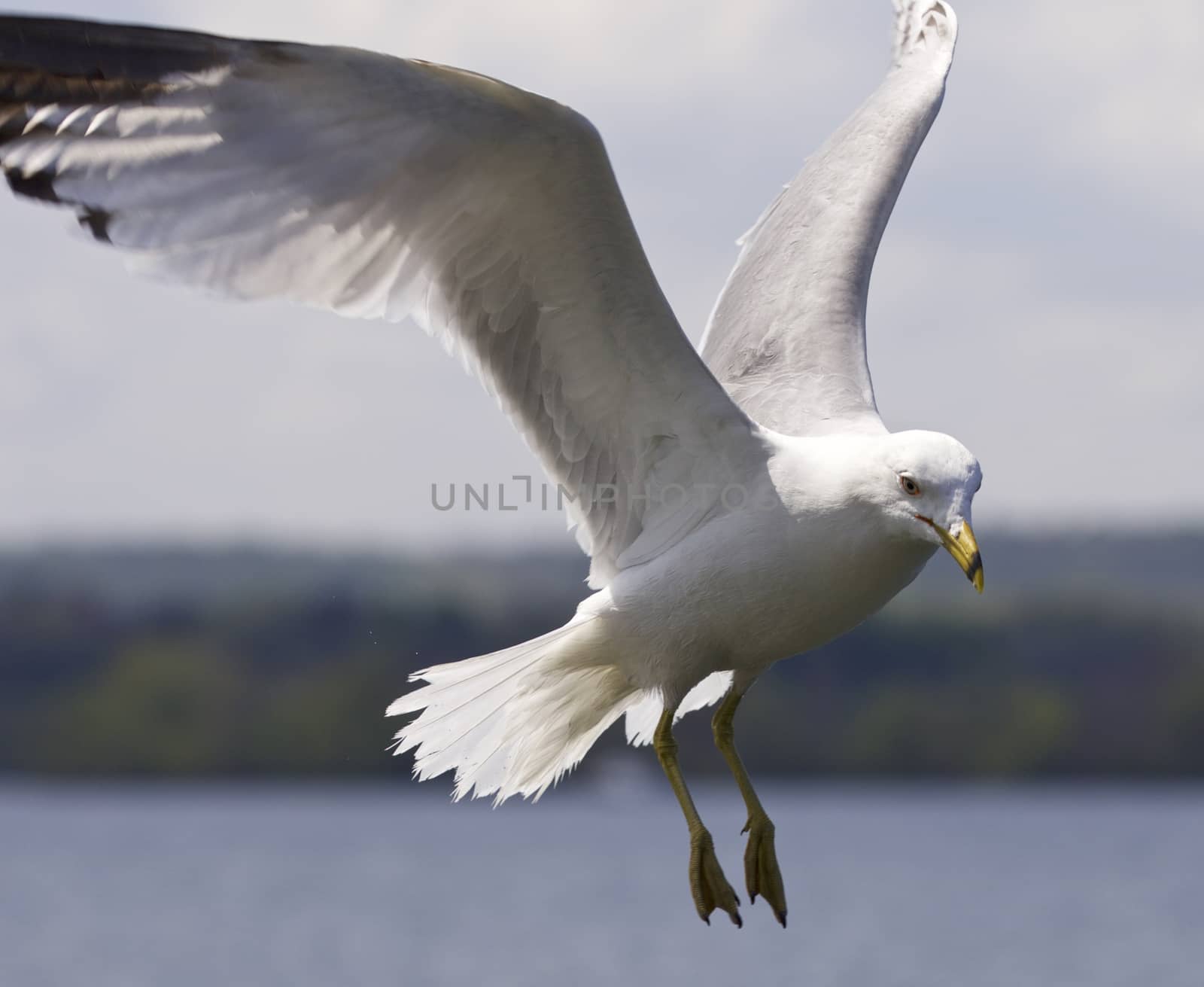 Beautiful isolated photo of the gulls