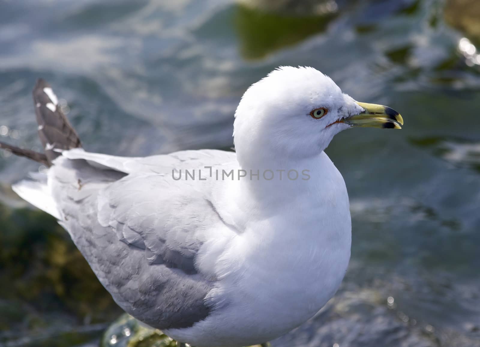 Beautiful isolated image with a ring-billed gull by teo