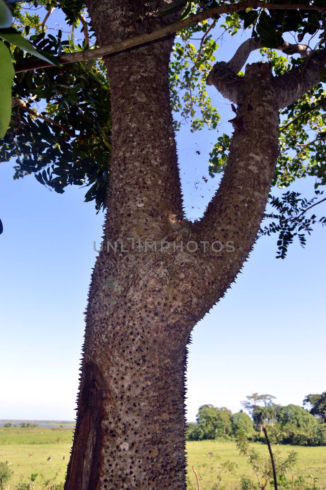 trunk of a tree with shapes of tip nails