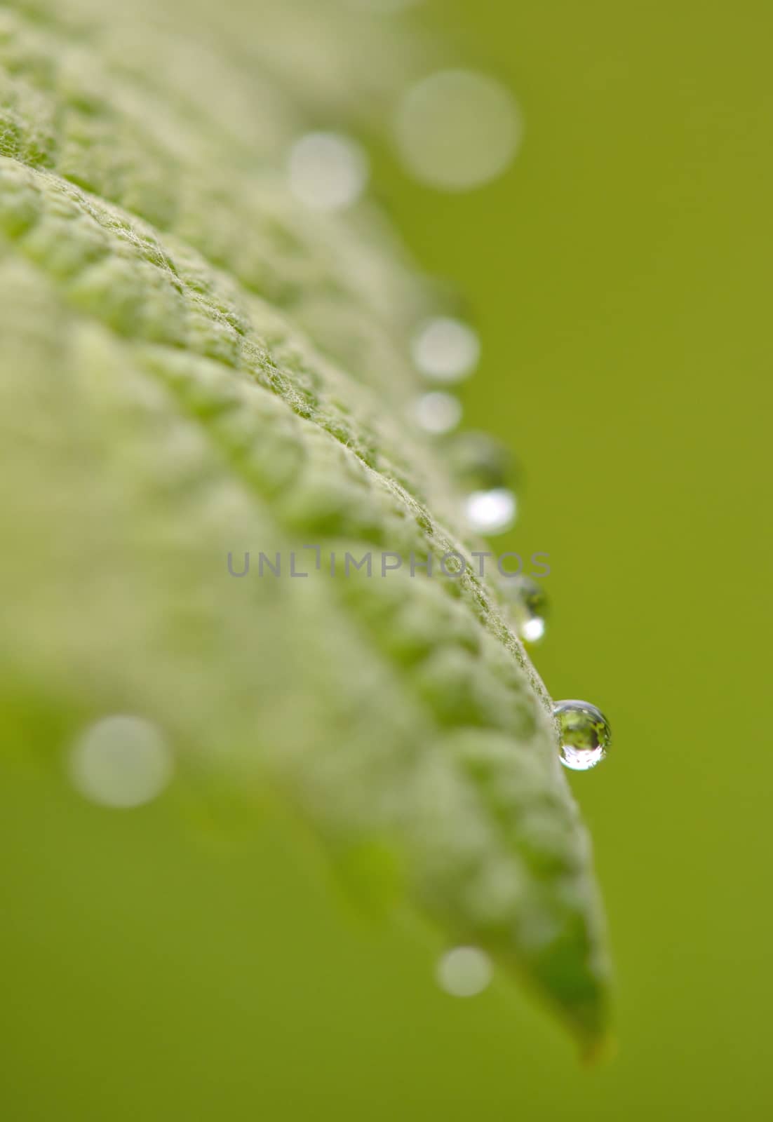 Leaves with drops of rain water