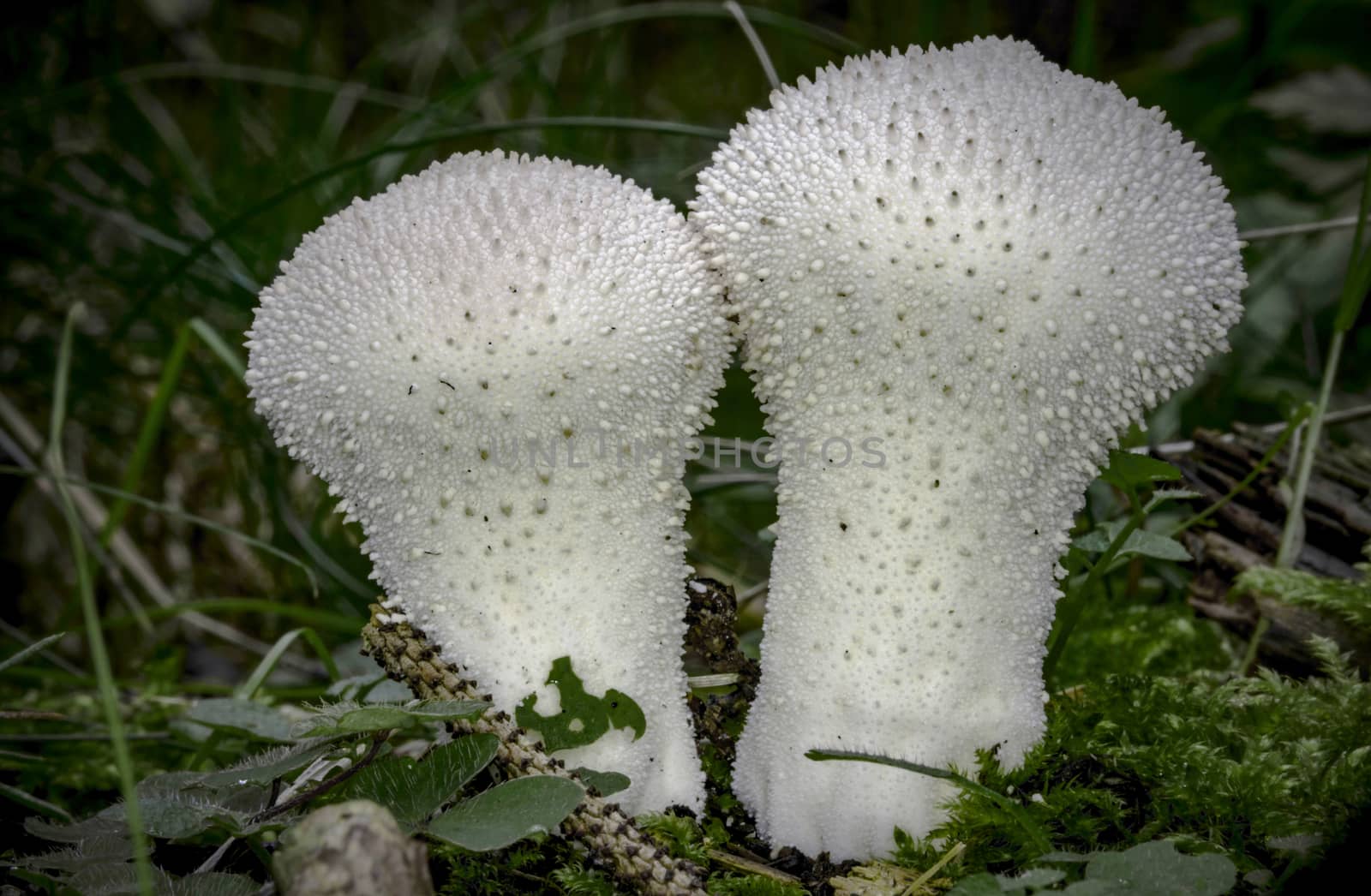 Common Puffball  in Pine Forest  -  Lycoperdon perlatum (Pers., 1796) by gstalker