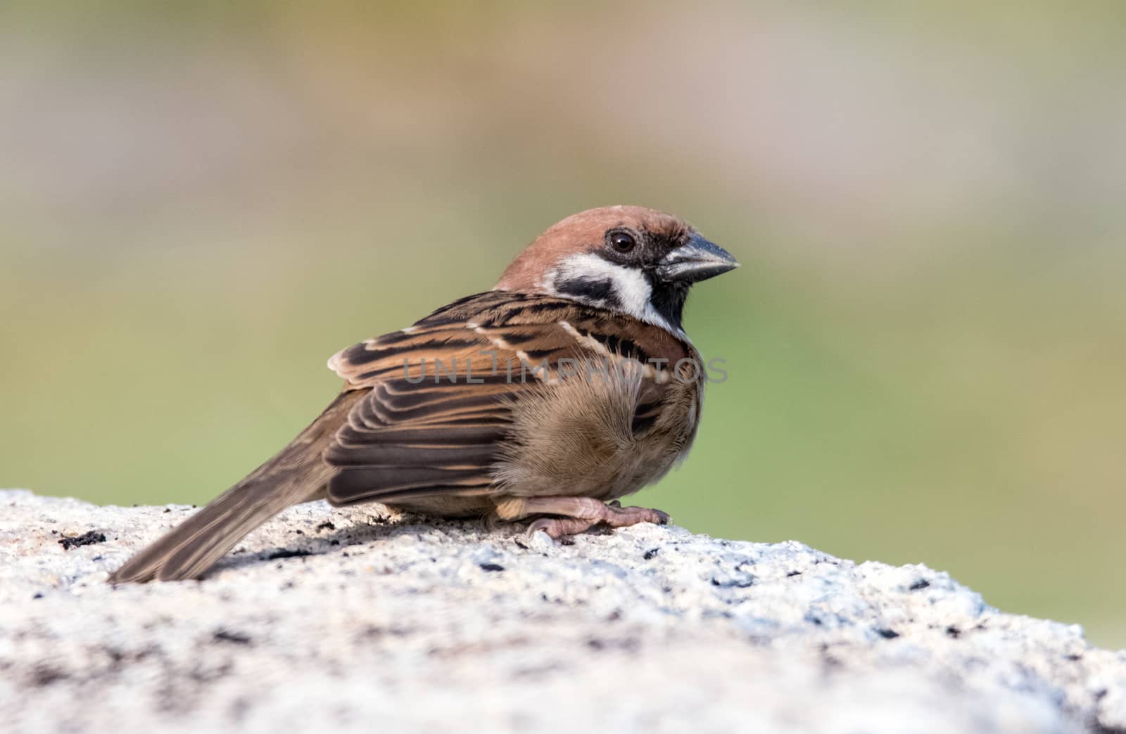 Close up shot of a house sparrow bird on concrete wall