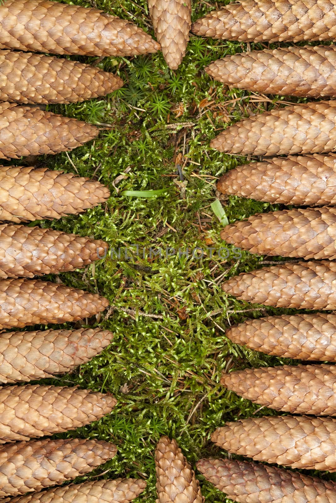 arranged brown cone as background nature